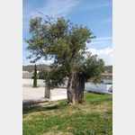 1000 jhriger Olivenbaum