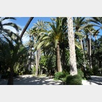 Stadtpark Elx mit den berhmten Palmen