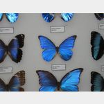 Schmetterlingsbestimmung